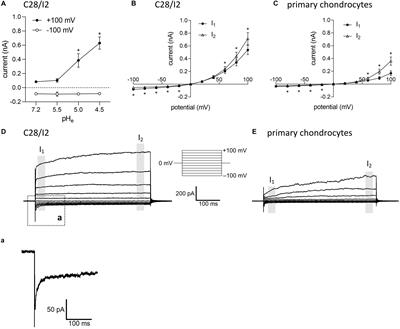 Acid- and Volume-Sensitive Chloride Currents in Human Chondrocytes